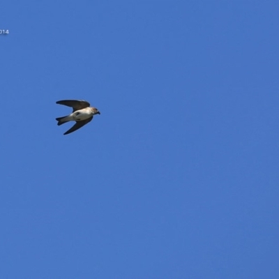 Petrochelidon ariel (Fairy Martin) at Milton, NSW - 2 Oct 2014 by CharlesDove