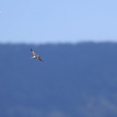 Petrochelidon ariel at Milton, NSW - 2 Oct 2014 12:00 AM