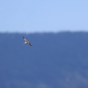 Petrochelidon ariel at Milton, NSW - 2 Oct 2014 12:00 AM