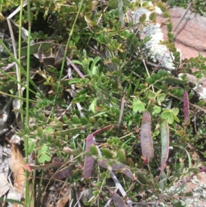 Bossiaea buxifolia at Corrowong, NSW - 26 Nov 2020