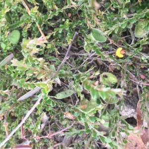 Bossiaea buxifolia at Corrowong, NSW - 26 Nov 2020