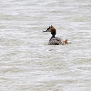 Podiceps cristatus at Jervis Bay National Park - 3 Oct 2014