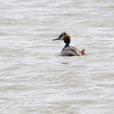 Podiceps cristatus (Great Crested Grebe) at Jervis Bay National Park - 2 Oct 2014 by Charles Dove