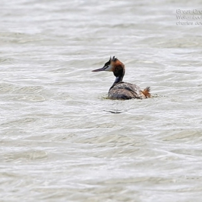 Podiceps cristatus (Great Crested Grebe) at Jervis Bay National Park - 3 Oct 2014 by CharlesDove