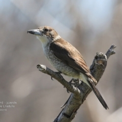 Cracticus torquatus (Grey Butcherbird) at South Pacific Heathland Reserve - 1 Oct 2014 by Charles Dove