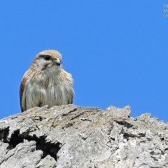 Falco cenchroides (Nankeen Kestrel) at Croobyar, NSW - 4 Oct 2014 by CharlesDove