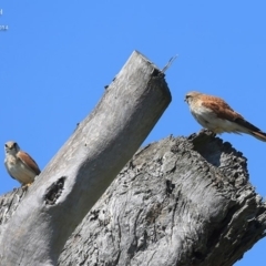 Falco cenchroides at Croobyar, NSW - 4 Oct 2014 12:00 AM