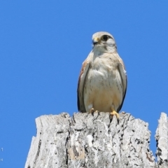 Falco cenchroides at Croobyar, NSW - 4 Oct 2014 12:00 AM