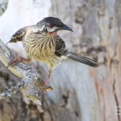 Anthochaera carunculata (Red Wattlebird) at Milton, NSW - 4 Oct 2014 by CharlesDove