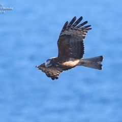Lophoictinia isura (Square-tailed Kite) at South Pacific Heathland Reserve - 4 Aug 2014 by CharlesDove