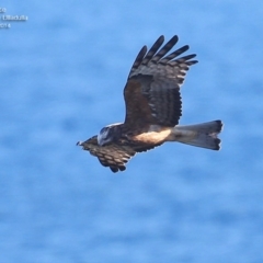 Lophoictinia isura (Square-tailed Kite) at South Pacific Heathland Reserve - 3 Aug 2014 by Charles Dove