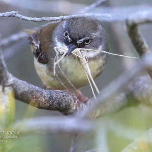 Sericornis frontalis at South Pacific Heathland Reserve - 2 Oct 2014 12:00 AM