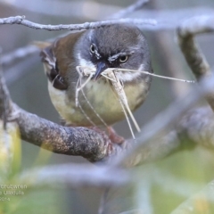 Sericornis frontalis (White-browed Scrubwren) at South Pacific Heathland Reserve - 1 Oct 2014 by CharlesDove