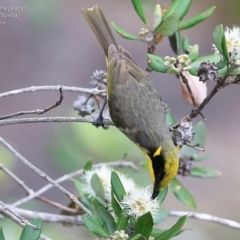 Lichenostomus melanops (Yellow-tufted Honeyeater) at Bomaderry Creek Regional Park - 3 Oct 2014 by CharlesDove