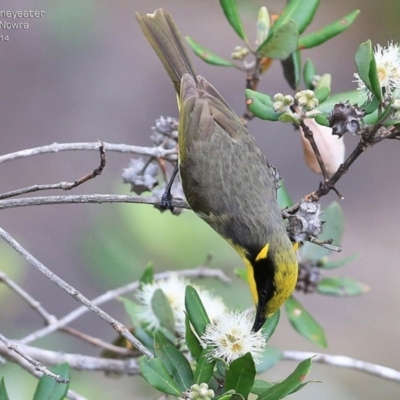 Lichenostomus melanops (Yellow-tufted Honeyeater) at Bomaderry Creek Regional Park - 3 Oct 2014 by CharlesDove