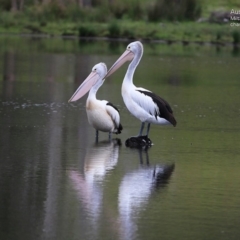 Pelecanus conspicillatus (Australian Pelican) at Milton, NSW - 10 Nov 2014 by CharlesDove