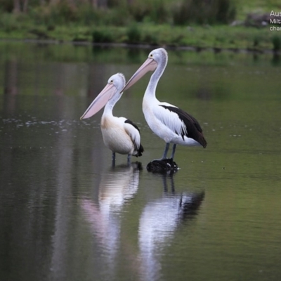 Pelecanus conspicillatus (Australian Pelican) at Milton, NSW - 10 Nov 2014 by CharlesDove