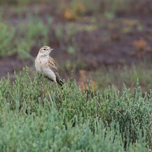 Anthus australis at Milton, NSW - 10 Nov 2014 12:00 AM