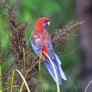 Platycercus elegans at South Pacific Heathland Reserve - 6 Nov 2014