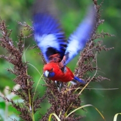 Platycercus elegans at South Pacific Heathland Reserve - 6 Nov 2014