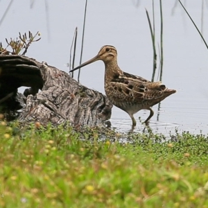 Gallinago hardwickii at Milton, NSW - 10 Nov 2014