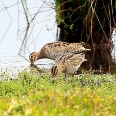 Gallinago hardwickii at Milton, NSW - 10 Nov 2014