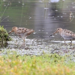 Gallinago hardwickii at Milton, NSW - 10 Nov 2014