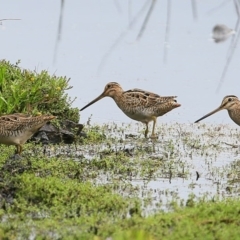 Gallinago hardwickii at Milton, NSW - 10 Nov 2014 12:00 AM