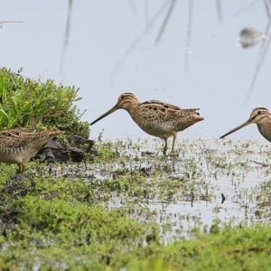 Gallinago hardwickii at Milton, NSW - 10 Nov 2014