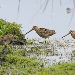 Gallinago hardwickii at Milton, NSW - 10 Nov 2014 12:00 AM