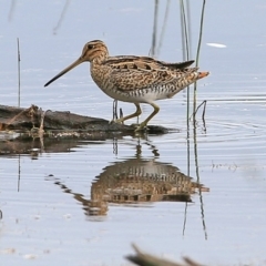 Gallinago hardwickii at Milton, NSW - 10 Nov 2014