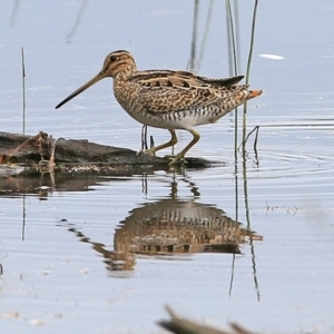 Gallinago hardwickii at Milton, NSW - 10 Nov 2014