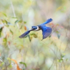 Todiramphus sanctus (Sacred Kingfisher) at Undefined - 5 Nov 2016 by CharlesDove