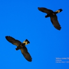 Zanda funerea (Yellow-tailed Black-Cockatoo) at Ulladulla, NSW - 9 Nov 2014 by Charles Dove