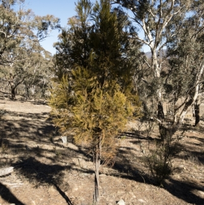 Exocarpos cupressiformis (Cherry Ballart) at Illilanga & Baroona - 22 Jul 2018 by Illilanga