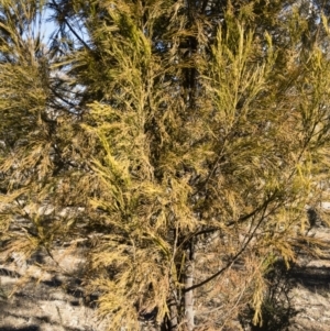 Exocarpos cupressiformis at Michelago, NSW - 22 Jul 2018