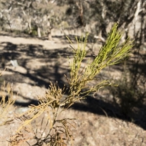 Exocarpos cupressiformis at Michelago, NSW - 22 Jul 2018