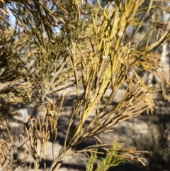 Exocarpos cupressiformis at Michelago, NSW - 22 Jul 2018