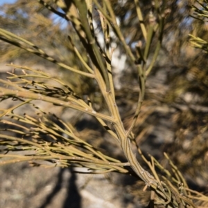 Exocarpos cupressiformis at Michelago, NSW - 22 Jul 2018