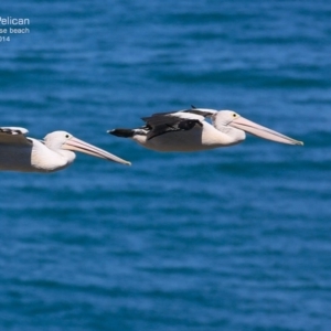 Pelecanus conspicillatus at South Pacific Heathland Reserve - 1 Nov 2014