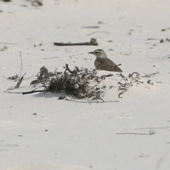 Anthus australis (Australian Pipit) at Ulladulla, NSW - 2 Nov 2014 by Charles Dove