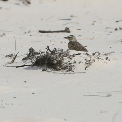 Anthus australis (Australian Pipit) at Ulladulla, NSW - 3 Nov 2014 by CharlesDove