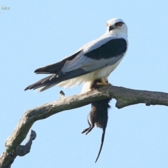 Elanus axillaris (Black-shouldered Kite) at Milton, NSW - 3 Nov 2014 by Charles Dove