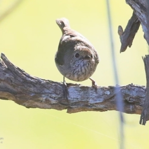 Acanthiza pusilla at Milton, NSW - 4 Nov 2014