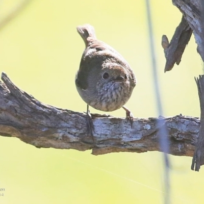 Acanthiza pusilla (Brown Thornbill) at Milton, NSW - 3 Nov 2014 by Charles Dove