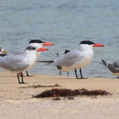 Hydroprogne caspia (Caspian Tern) at Dolphin Point, NSW - 3 Nov 2014 by Charles Dove