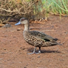 Anas castanea (Chestnut Teal) at Burrill Lake, NSW - 2 Nov 2014 by Charles Dove