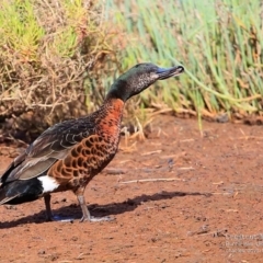 Anas castanea at Burrill Lake, NSW - 3 Nov 2014 12:00 AM