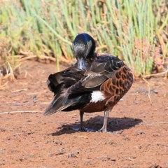 Anas castanea at Burrill Lake, NSW - 3 Nov 2014