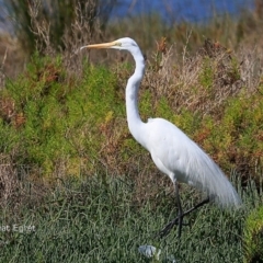 Ardea alba (Great Egret) at Burrill Lake, NSW - 3 Nov 2014 by CharlesDove